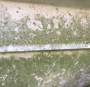 SSI Mold Removal Before